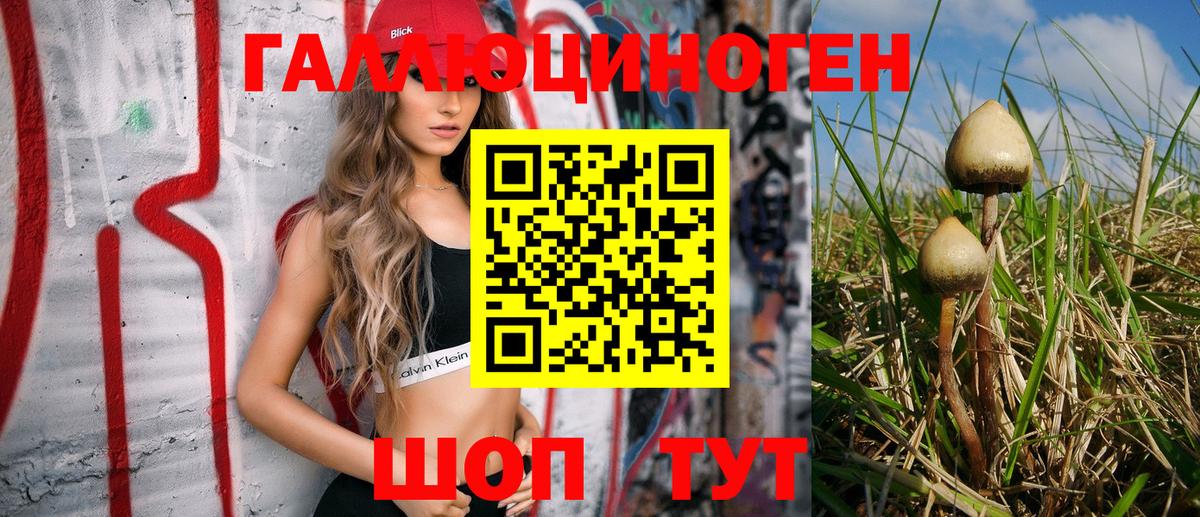 Галлюциногенные грибы Psilocybine cubensis Великий Новгород